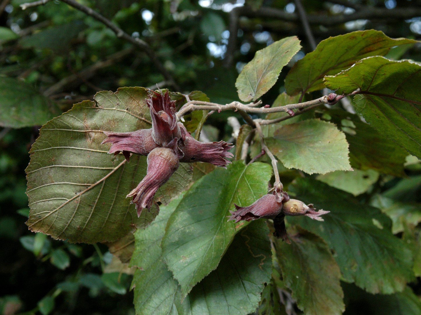 Filbert Ranata Giant filbert-Corylus maxima Giant filbert-Corylus maxima Giant filbert ...