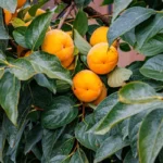 Persimmon (Diospyros kak – Thunb.)