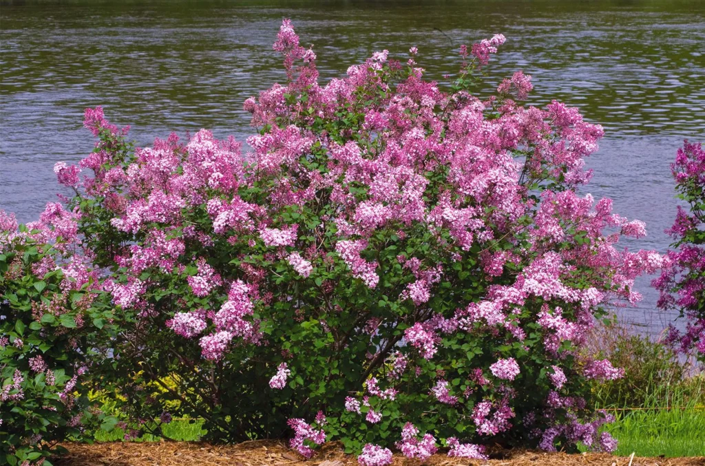 Syringa Bloomerang PINK PERFUME