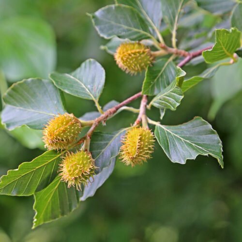How to Grow Common Beech (Fagus sylvatica)