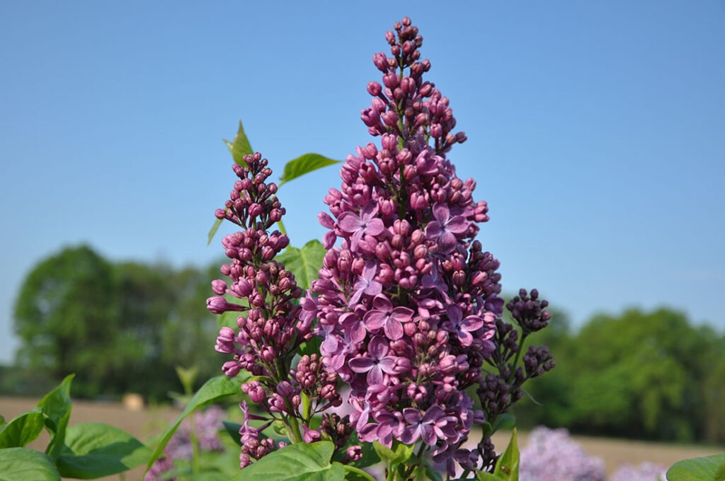 Syringa vulgaris RUHM VON HORSTENSTEIN