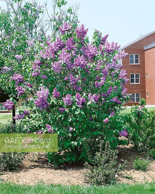 Syringa vulgaris RUHM VON HORSTENSTEIN