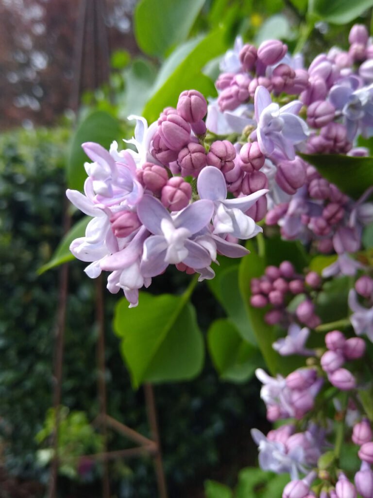 Syringa vulgaris CARPE DIEM