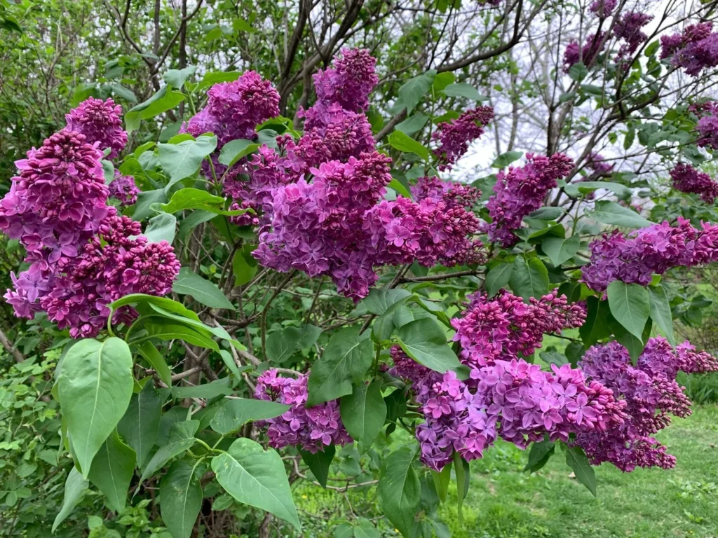 Syringa vulgaris CHARLES JOLY