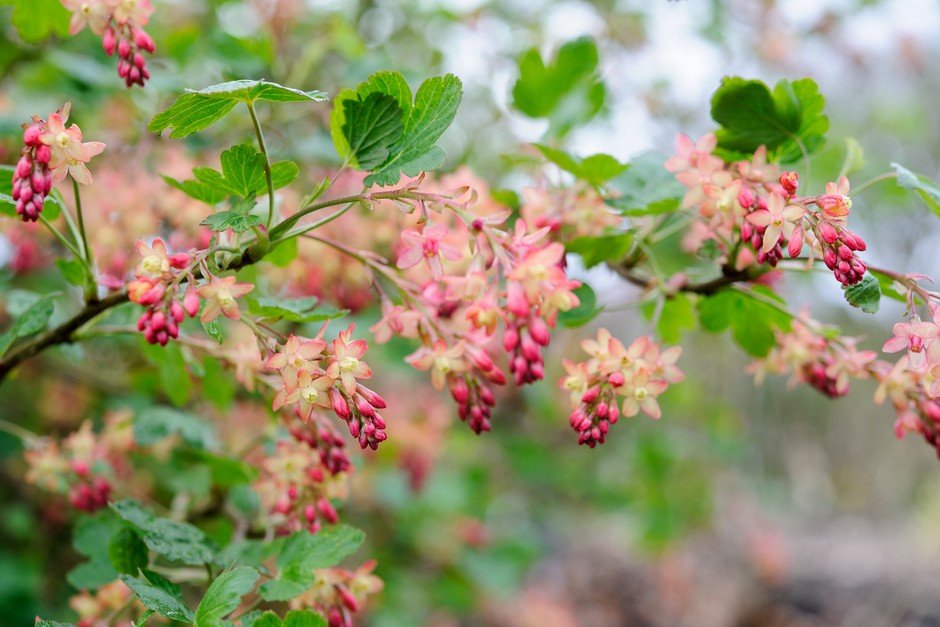 Flowering Currant-Ribes sanguineum