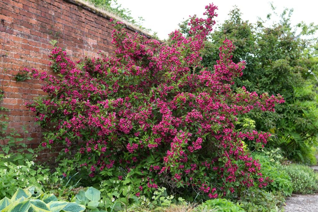 Rose Weigela-Weigela florida