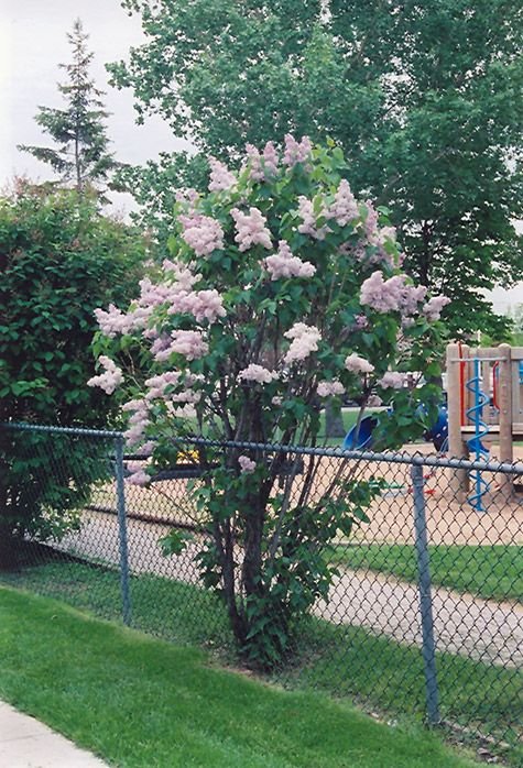 Common lilac - Syringa vulgaris BEAUTY OF MOSCOW