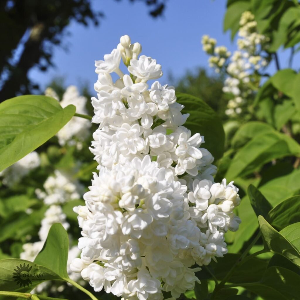 Syringa vulgaris ALBA