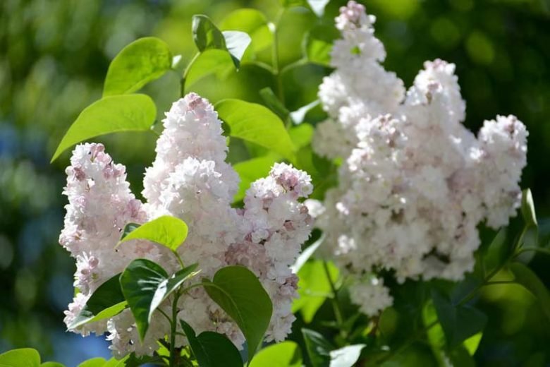 Common lilac - Syringa vulgaris BEAUTY OF MOSCOW