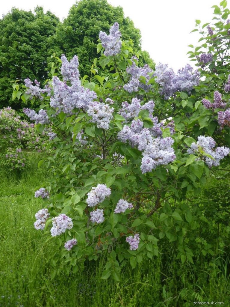 Syringa vulgaris OLIVIER DE SERRES