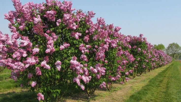 Syringa vulgaris CHARLES JOLY