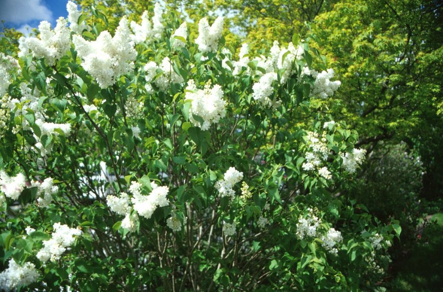 Syringa vulgaris ALBA
