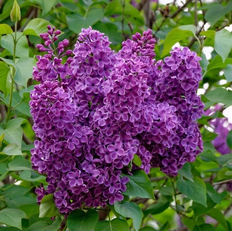 Syringa vulgaris OGNI DONBASSA