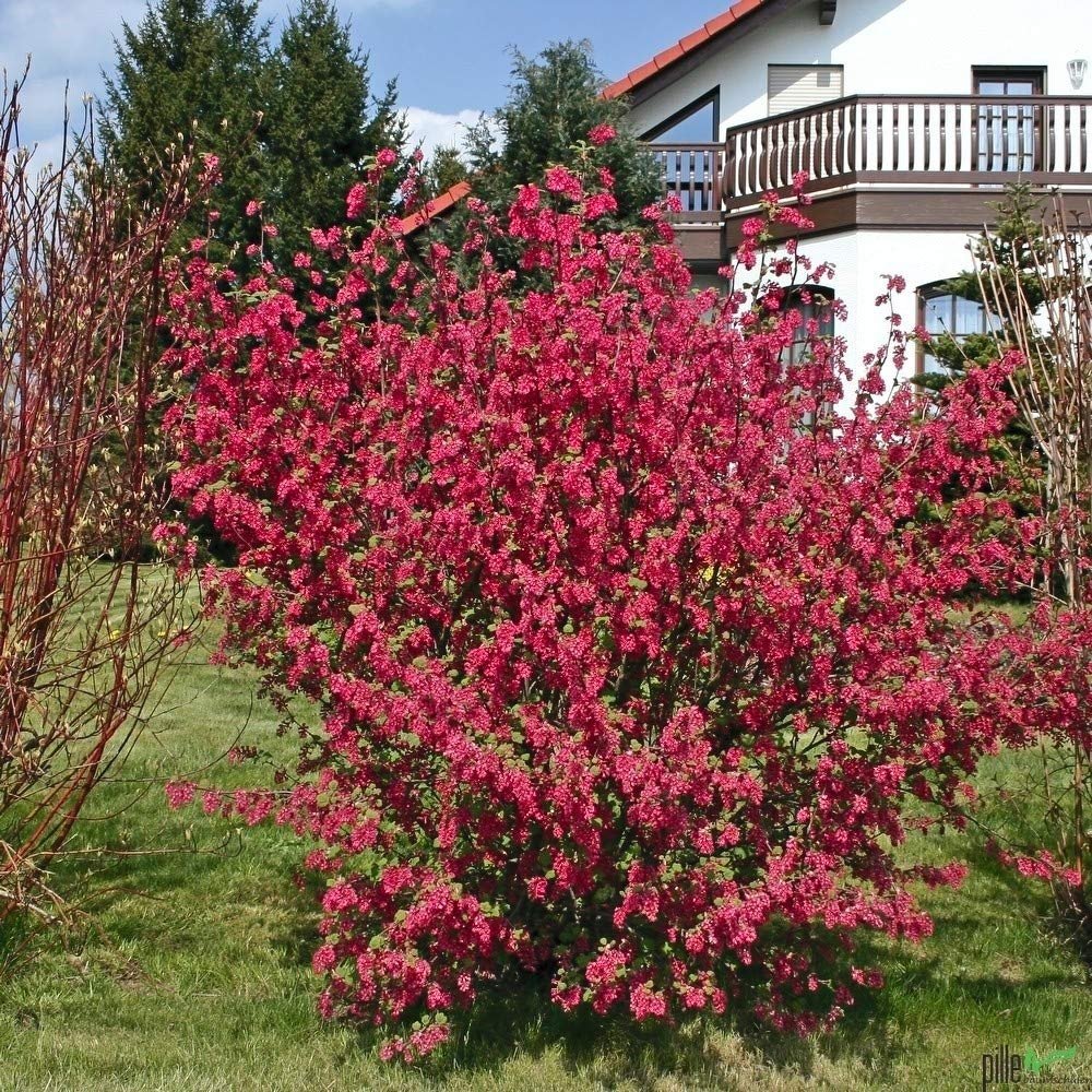 Flowering Currant-Ribes sanguineum