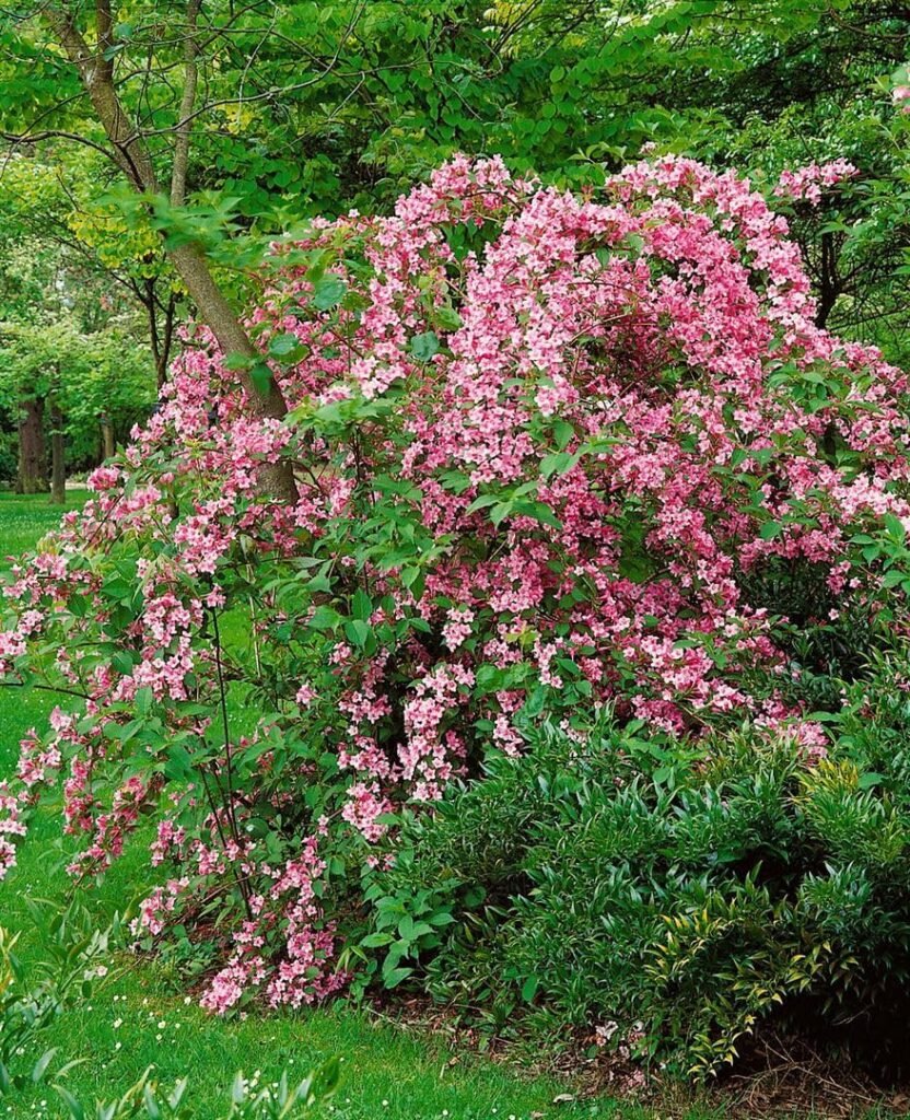 Rose Weigela-Weigela florida