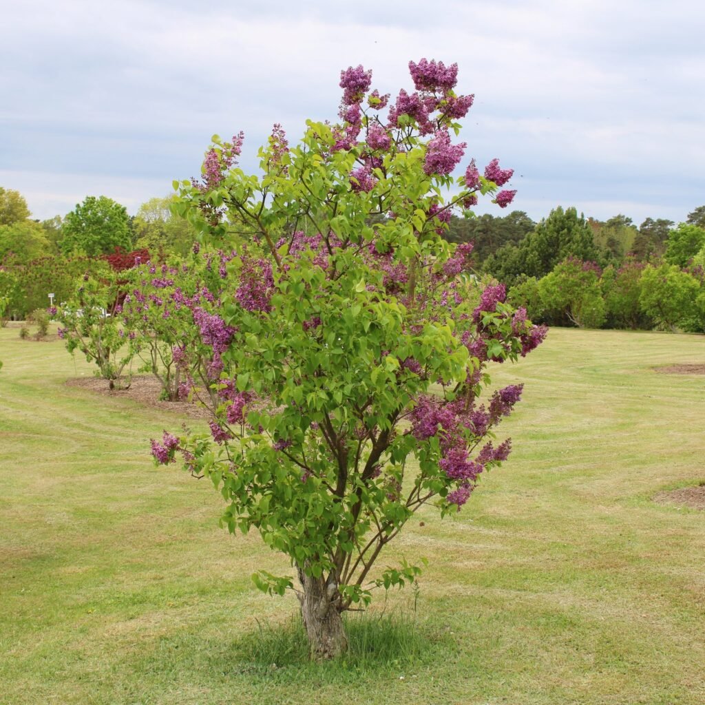 Syringa vulgaris CHARLES JOLY