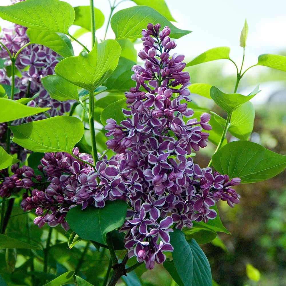 Syringa vulgaris SENSATION