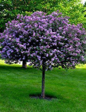Syringa vulgaris BLOOMERANG DARK PURPLE
