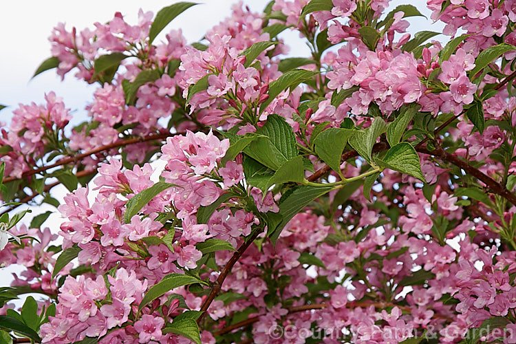 Rose Weigela-Weigela florida