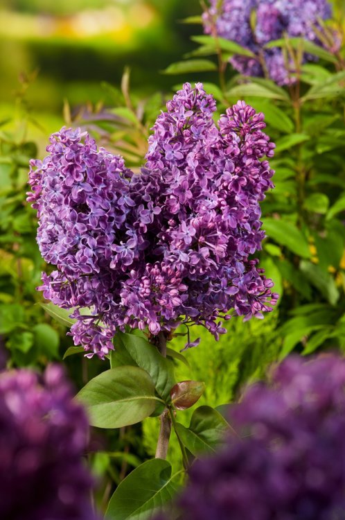 Syringa vulgaris RUHM VON HORSTENSTEIN
