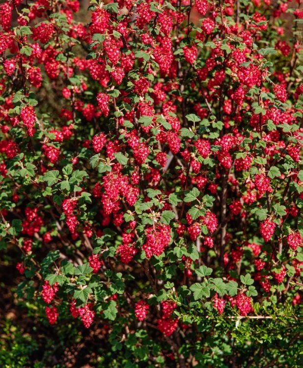 Flowering Currant-Ribes sanguineum