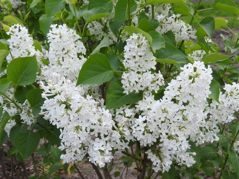 Syringa vulgaris ALBA