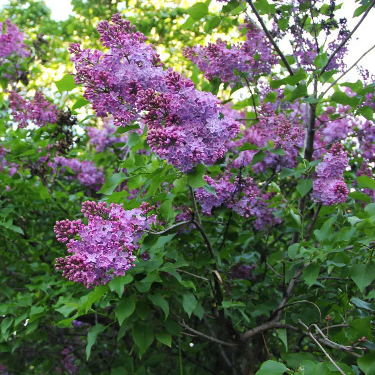 Syringa vulgaris OGNI DONBASSA
