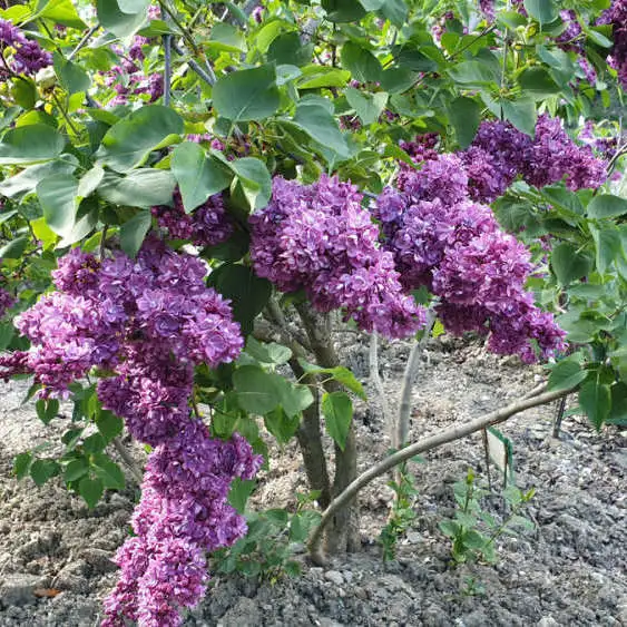 Syringa vulgaris OGNI DONBASSA