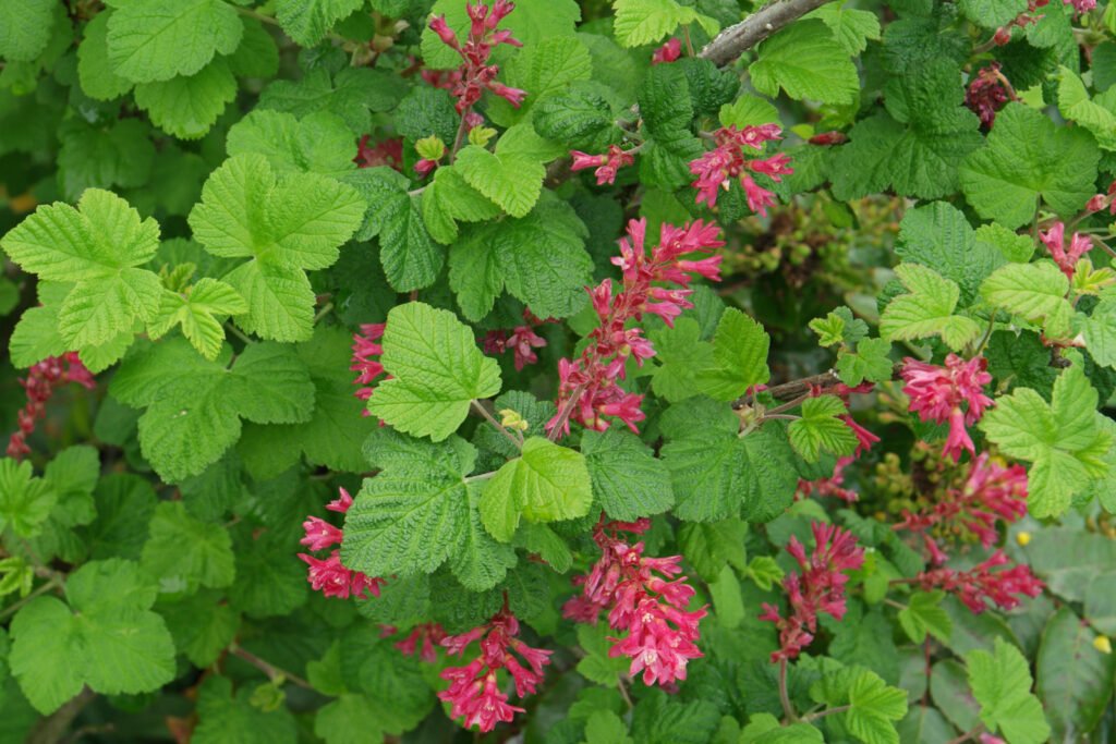 Flowering Currant-Ribes sanguineum