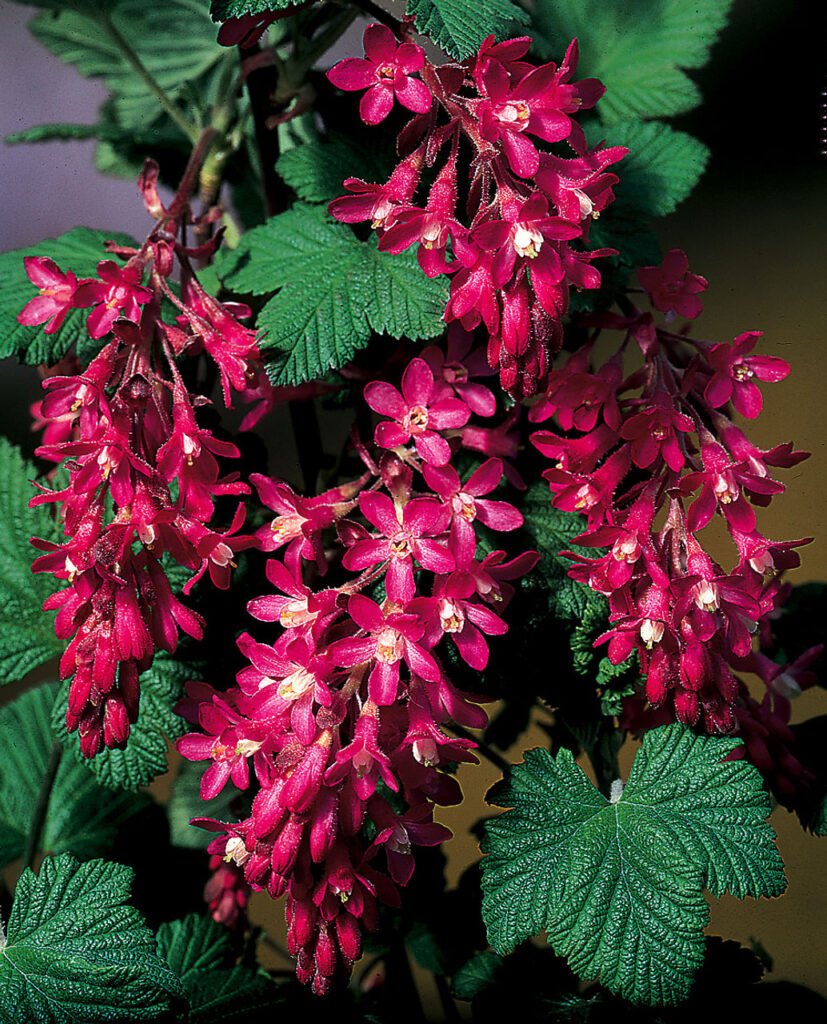 Flowering Currant-Ribes sanguineum