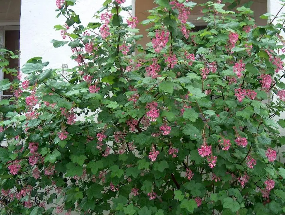Flowering Currant-Ribes sanguineum