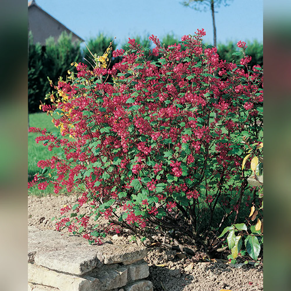 Flowering Currant-Ribes sanguineum
