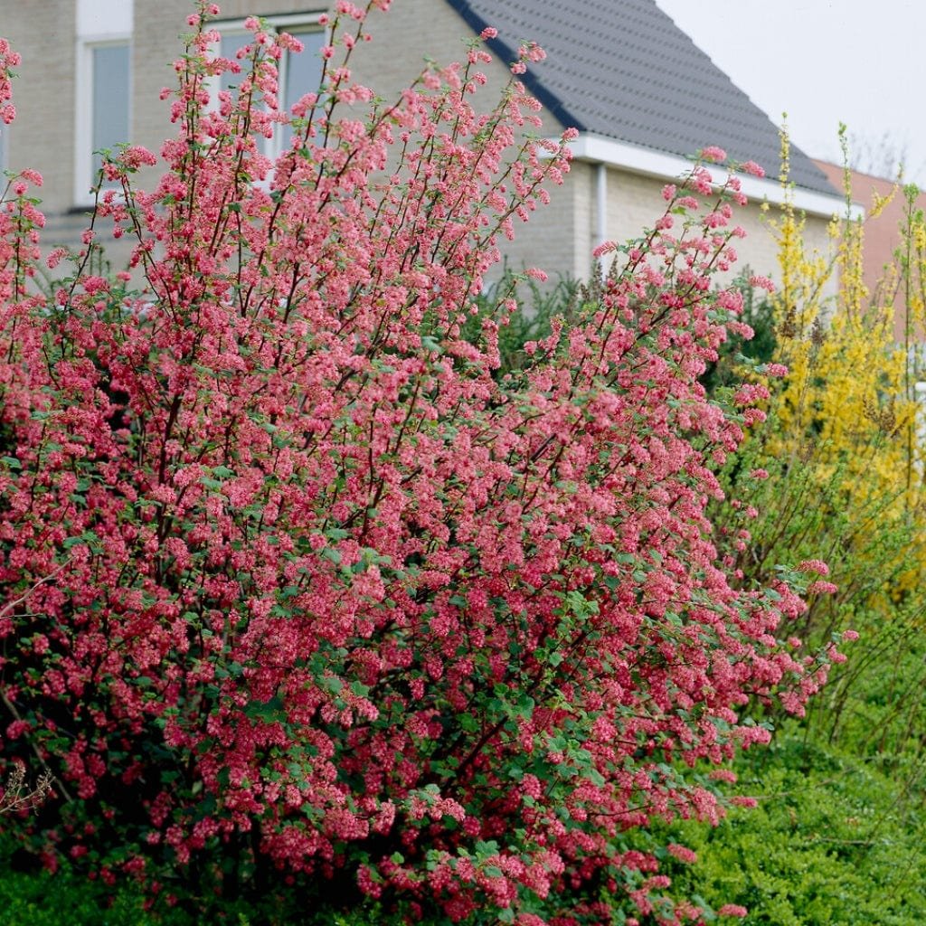 Flowering Currant-Ribes sanguineum