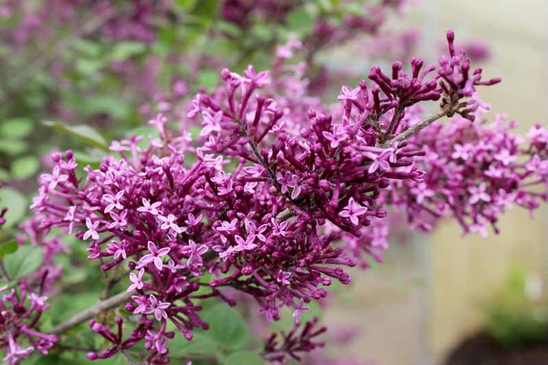 Syringa vulgaris BLOOMERANG DARK PURPLE