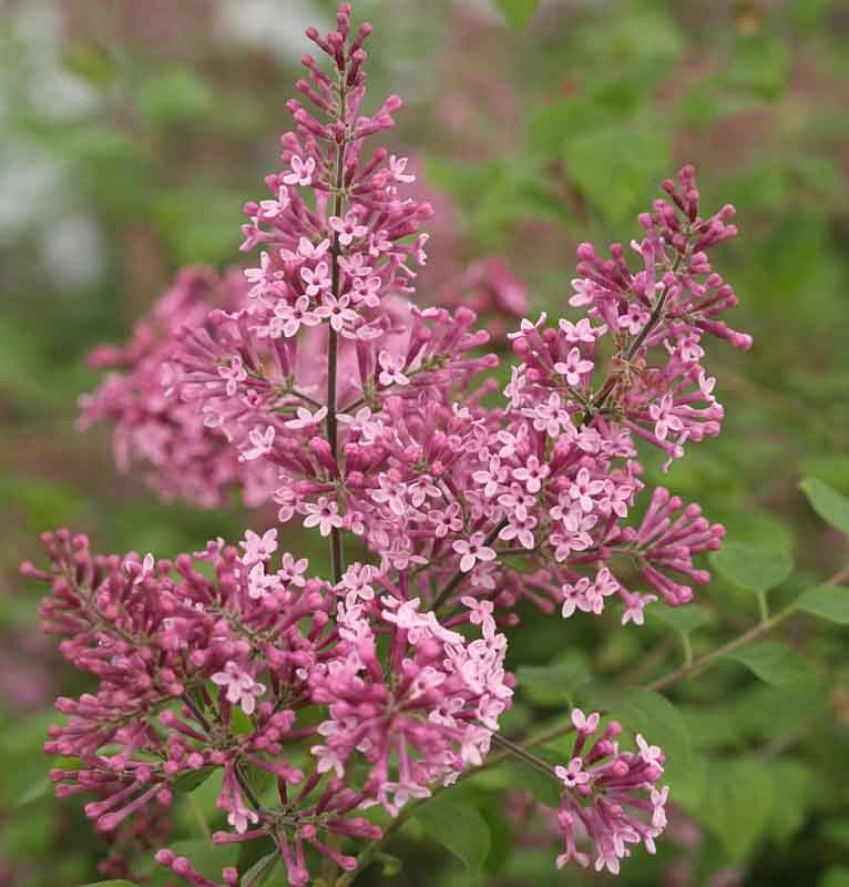 Syringa Bloomerang PINK PERFUME