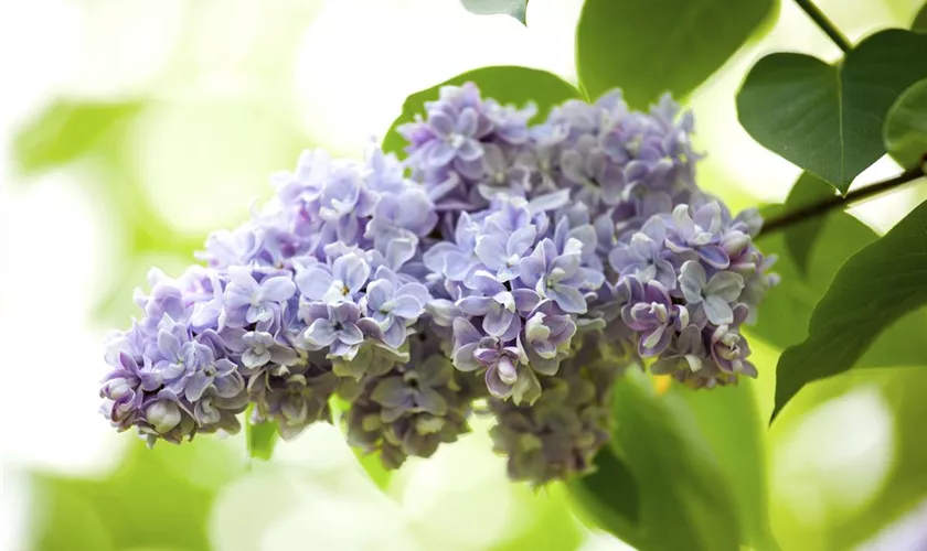 Syringa vulgaris OLIVIER DE SERRES