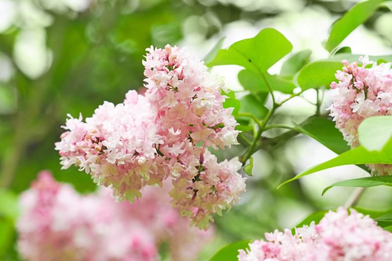 Common lilac - Syringa vulgaris BEAUTY OF MOSCOW