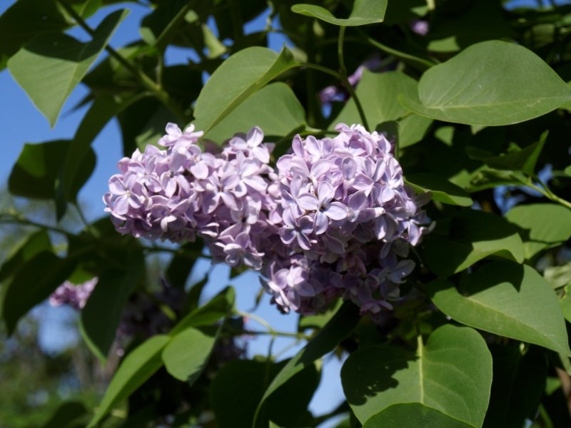 Syringa vulgaris CARPE DIEM