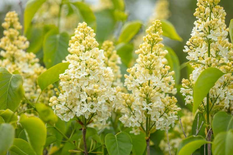 Common lilac - Syringa vulgaris PRIMROSE