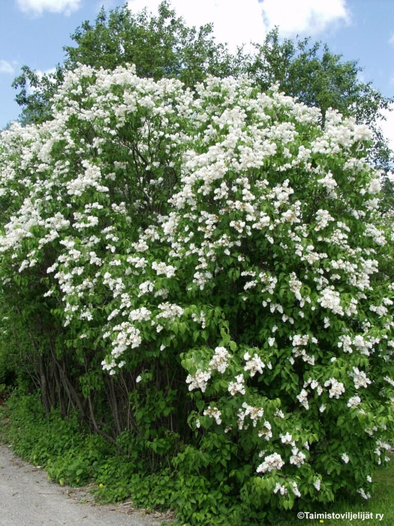 Syringa vulgaris ALBA