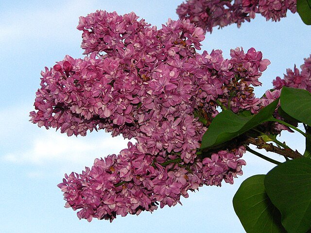 Syringa vulgaris OGNI DONBASSA