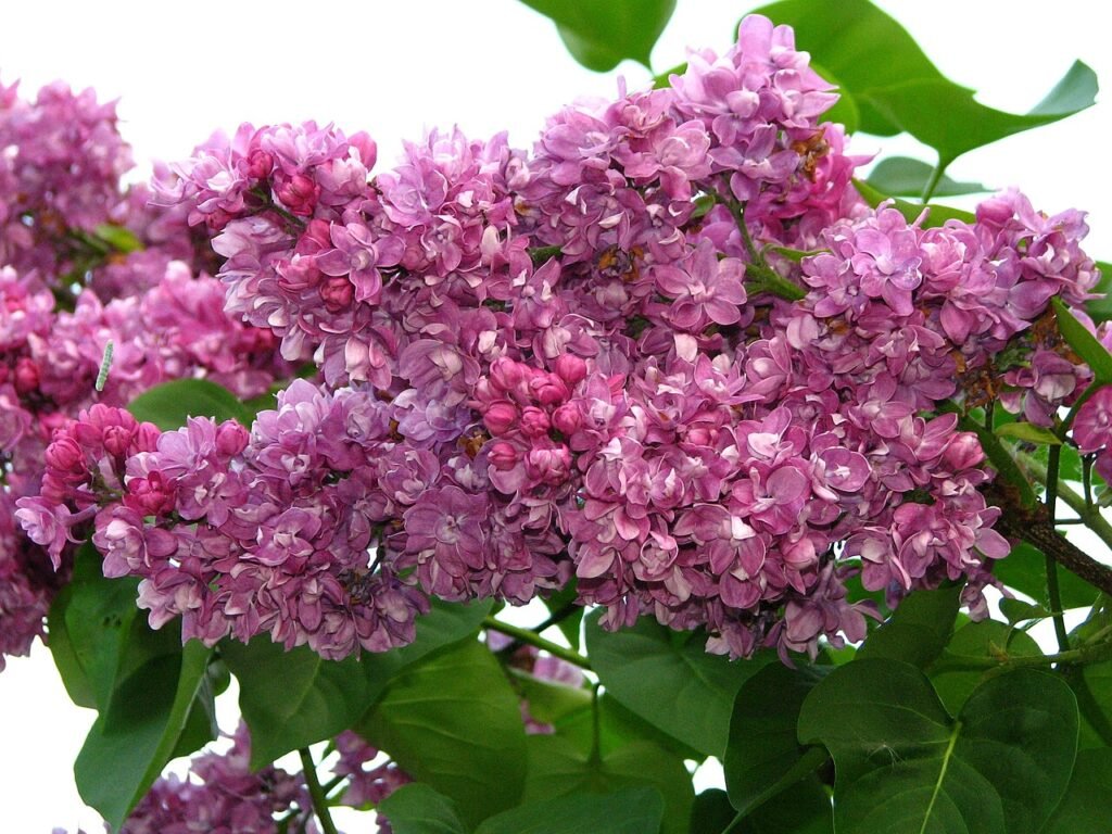 Syringa vulgaris OGNI DONBASSA