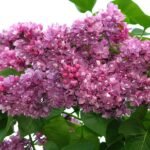 How to grow Common Lilac ( Syringa vulgaris )