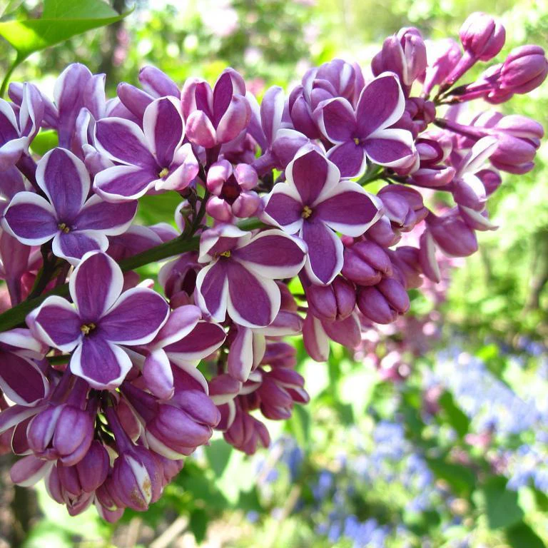 Syringa vulgaris SENSATION