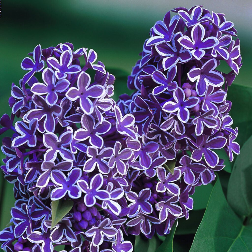 Syringa vulgaris SENSATION