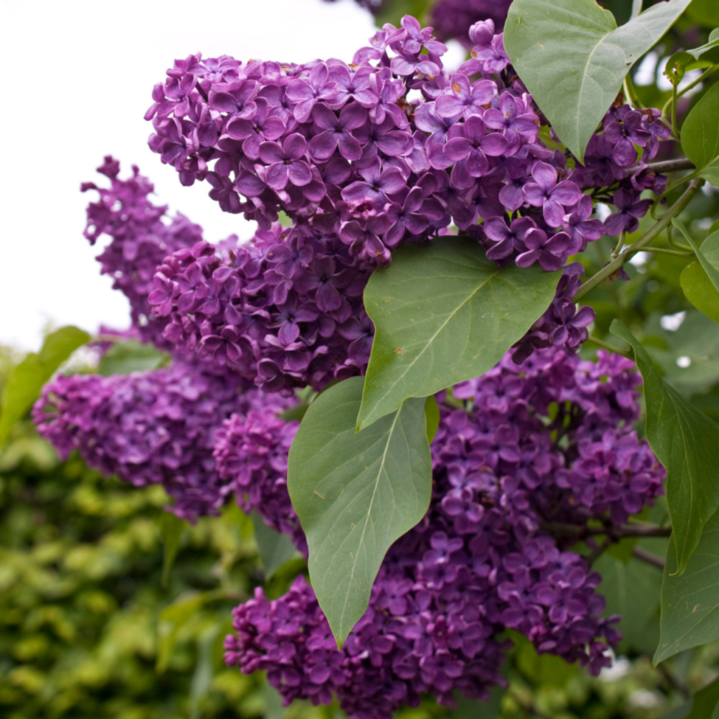 Syringa vulgaris CHARLES JOLY