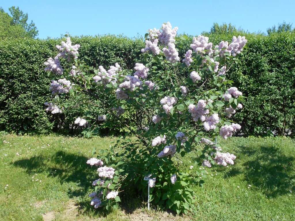 Syringa vulgaris MICHEL BUCHNER
