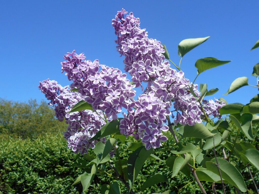 Syringa vulgaris SENSATION