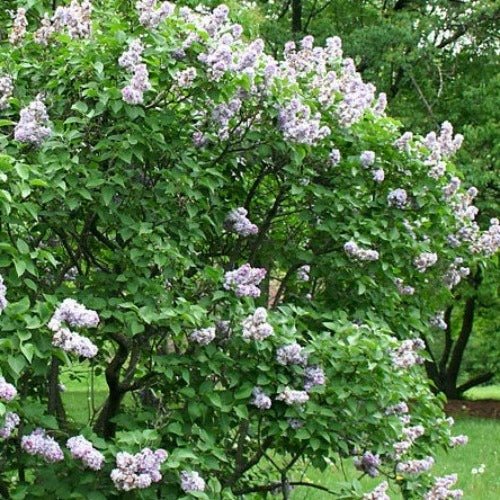 Syringa vulgaris MICHEL BUCHNER