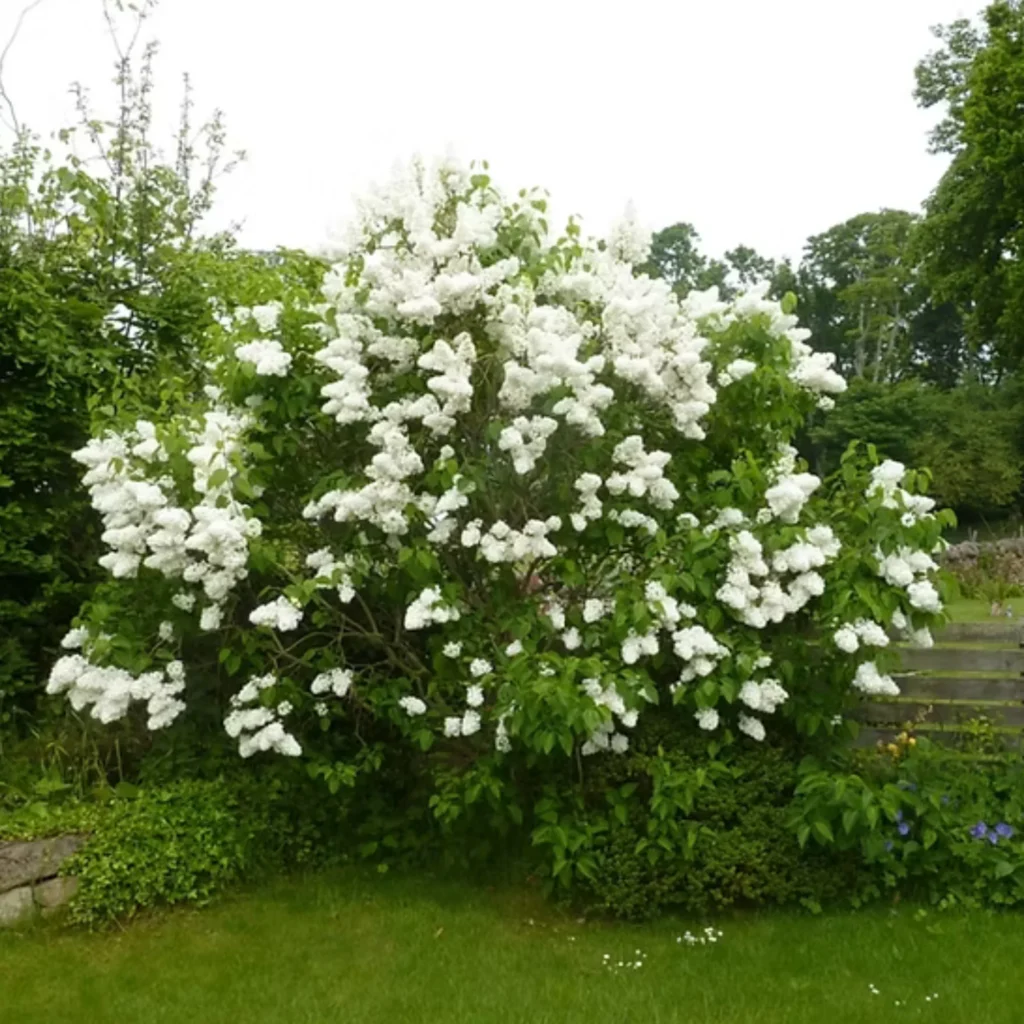 Syringa vulgaris ALBA